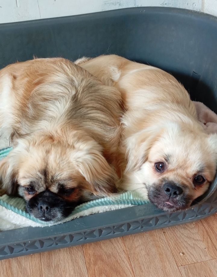 Utah de la rosée du champs des landes