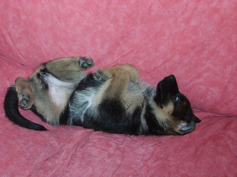 autres chiens