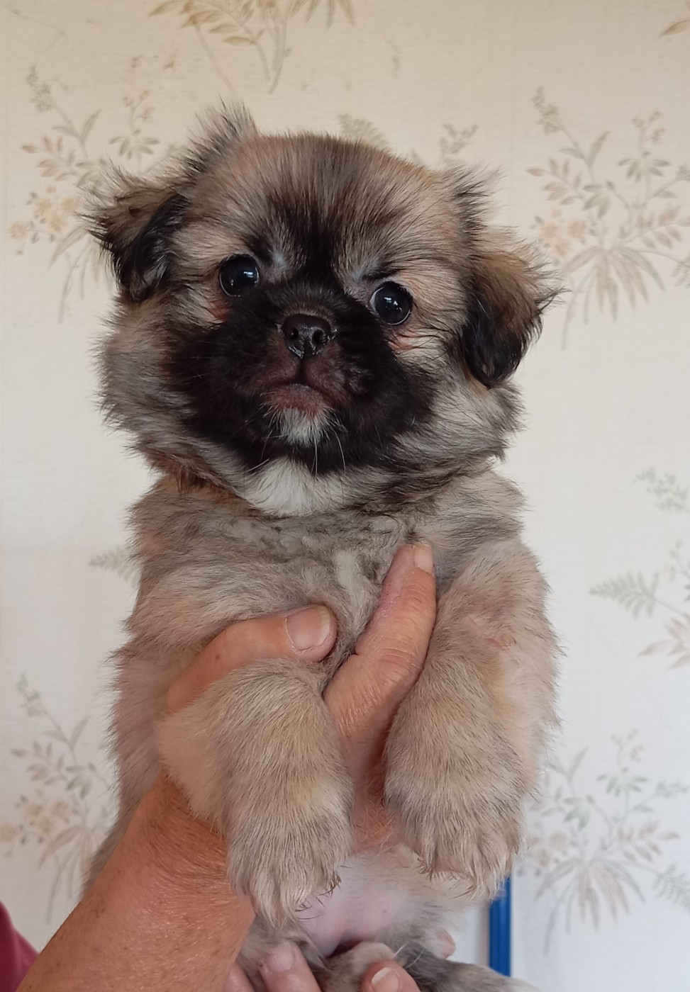 Des Légendes Champenoises - Epagneul tibetain - Portée née le 09/08/2025