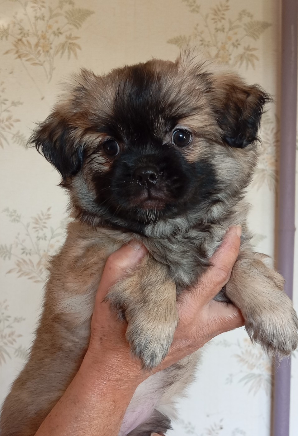 Des Légendes Champenoises - Chiots disponibles - Epagneul tibetain