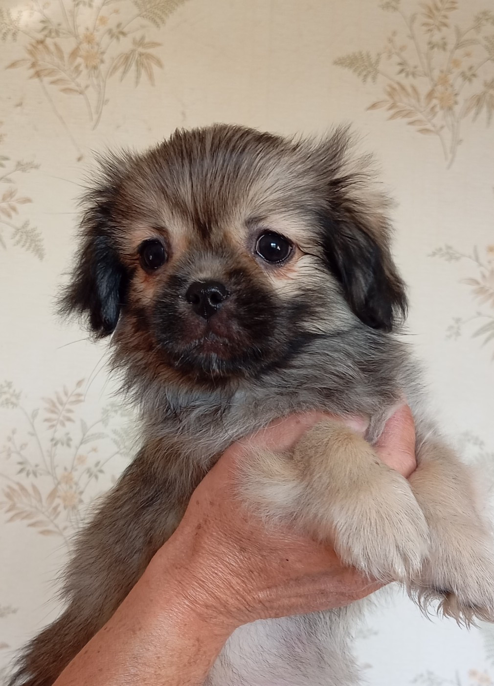 Des Légendes Champenoises - Chiots disponibles - Epagneul tibetain