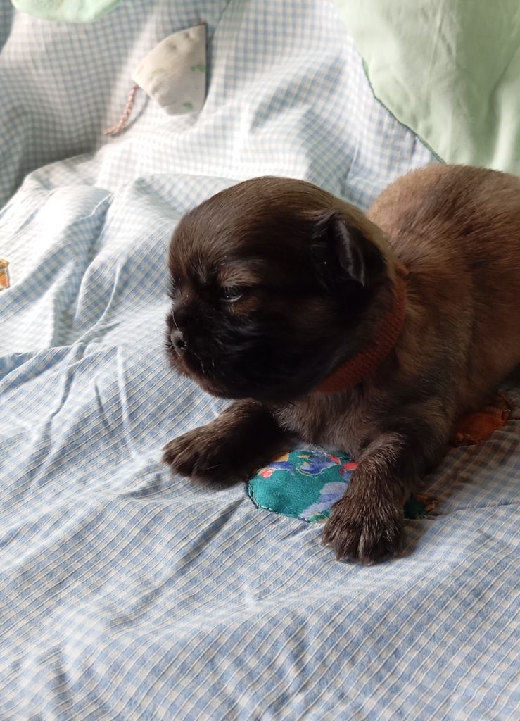 Des Légendes Champenoises - Chiots disponibles - Epagneul tibetain