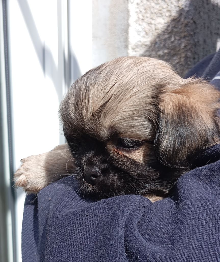 Des Légendes Champenoises - Chiots disponibles - Epagneul tibetain