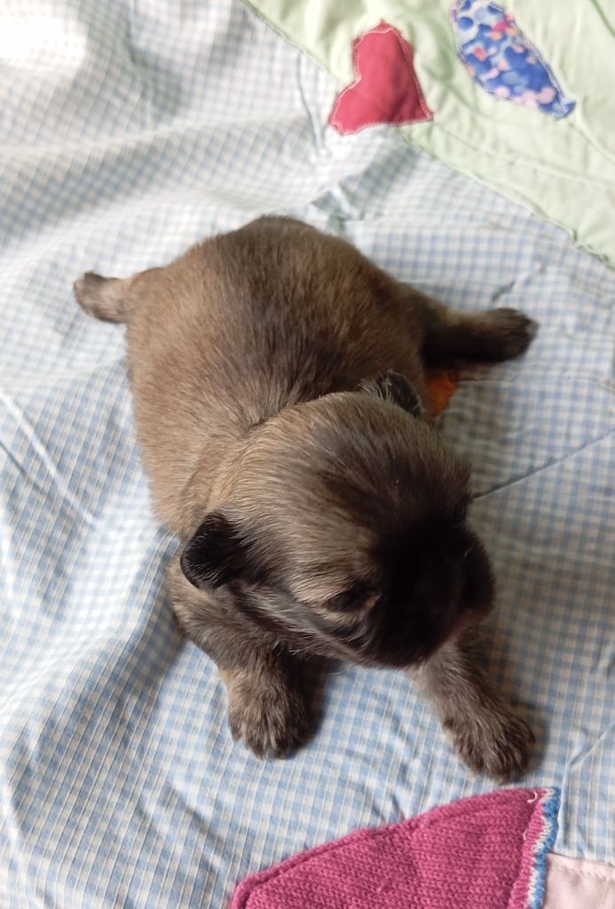 Des Légendes Champenoises - Chiots disponibles - Epagneul tibetain