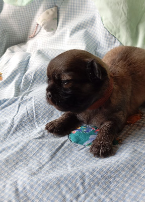 CHIOT 2