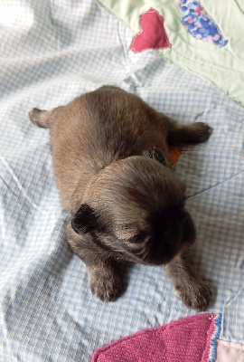 CHIOT 1