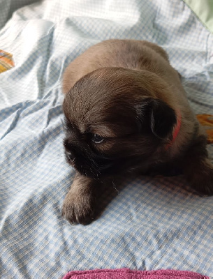 CHIOT 3