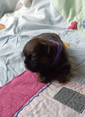 CHIOT 4