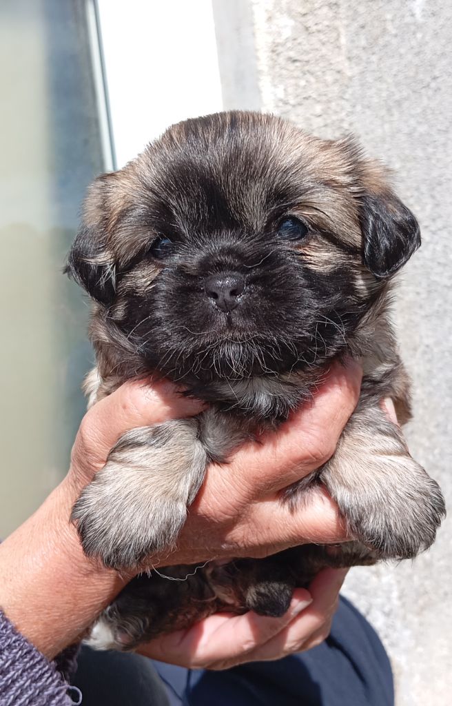 Des Légendes Champenoises - Chiots disponibles - Epagneul tibetain