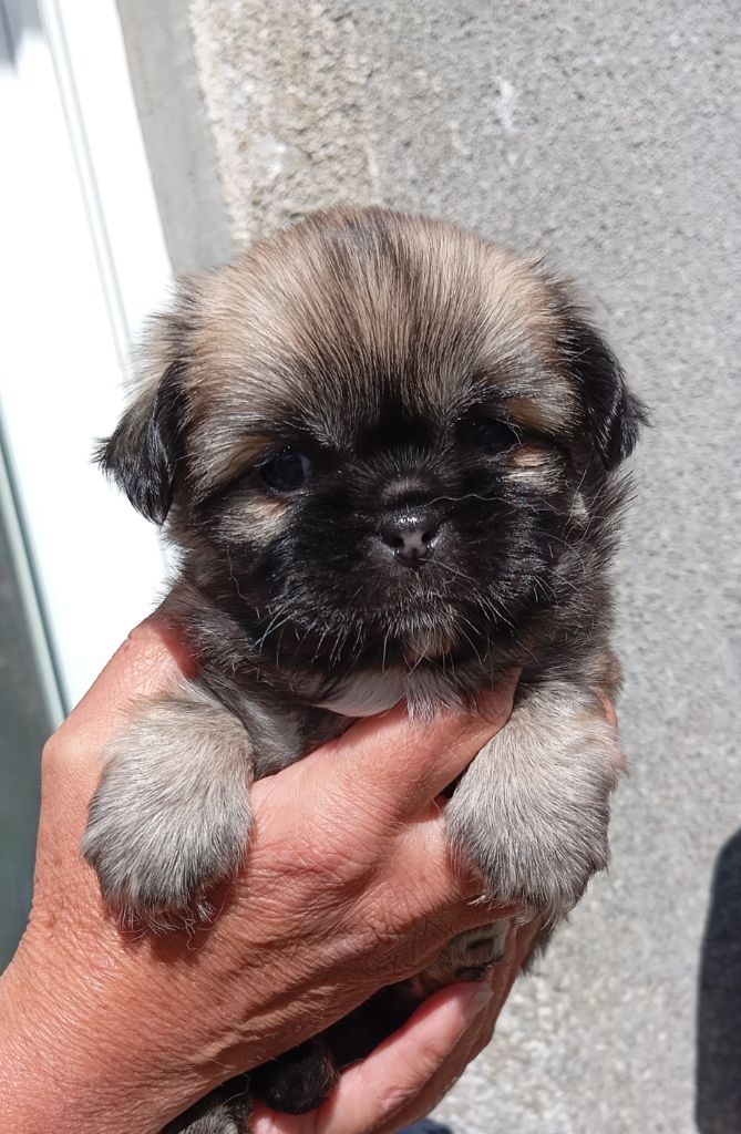 Des Légendes Champenoises - Chiots disponibles - Epagneul tibetain